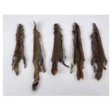 Lot of 5 Wild Tanned Taxidermy Squirrel