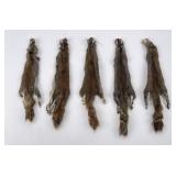 Lot of 5 Wild Tanned Taxidermy Squirrel #12