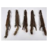 Lot of 5 Wild Tanned Taxidermy Squirrel