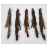 Lot of 5 Wild Tanned Taxidermy Squirrel