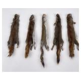 Lot of 5 Wild Tanned Taxidermy Squirrel