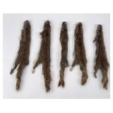 Lot of 5 Wild Tanned Taxidermy Squirrel