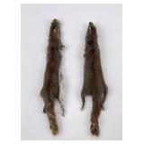 Lot of 2 Wild Tanned Taxidermy Squirrel