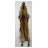 Beautiful Ranch Red Fox Fur Pelt Taxidermy