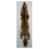 Beautiful Ranch Red Fox Fur Pelt Taxidermy