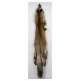 Beautiful Ranch Red Fox Fur Pelt Taxidermy