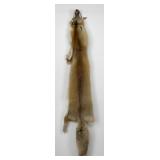 Beautiful Ranch Red Fox Fur Pelt Taxidermy
