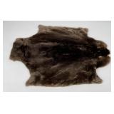 Beautiful Sheared Beaver Fur Pelt Taxidermy
