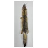 Beautiful Kit Fox Fur Pelt Taxidermy
