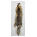 Beautiful Kit Fox Fur Pelt Taxidermy
