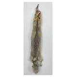 Beautiful Kit Fox Fur Pelt Taxidermy