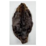 Montana Beaver Fur Pelt Taxidermy