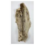 Montana Beaver Fur Pelt Taxidermy