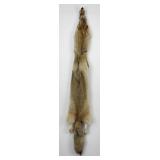 Very Nice Montana Taxidermy Coyote Pelt