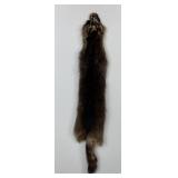 Montana Taxidermy Raccoon Pelt