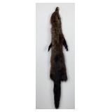 Beautiful Wild Fisher Fur Pelt Taxidermy-