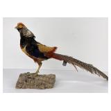 Taxidermy Golden Pheasant