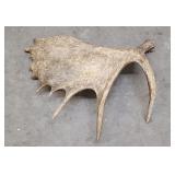 Large Montana Moose Horn Shed