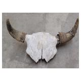 Large Montana Taxidermy Buffalo Skull