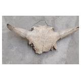 Montana River Found Ancient Buffalo Skull
