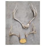 Pair of Montana Whitetail Mule Deer Horns
