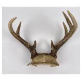 Montana Whitetail Deer Skull Mount Horns