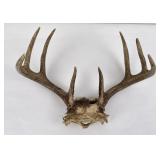 Montana Whitetail Deer Skull Mount Horns