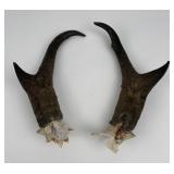 Pair of Montana Taxidermy Antelope Horns