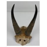 Trophy Montana Taxidermy Mountain Goat Horns