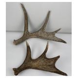 Pair of Montana Moose Horn Antler Sheds