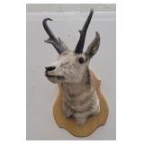 Large Montana Taxidermy Antelope Wall Mount