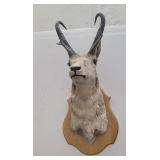 Large Montana Taxidermy Antelope Wall Mount