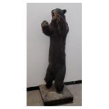 Montana Black Bear Full Body Taxidermy Mount