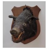 Large Black Wild Boar Taxidermy Mount