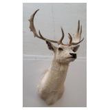 Fallow Deer Taxidermy Mount
