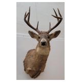Montana Whitetail Deer Taxidermy Mount