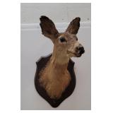 Montana Doe Whitetail Deer Taxidermy Mount