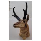 Large Montana Taxidermy Antelope Wall Mount