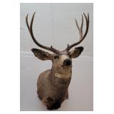Montana Mule Deer Taxidermy Mount