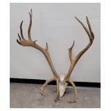 Woodland Caribou Taxidermy Horns