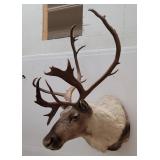 Woodland Caribou Taxidermy Mount
