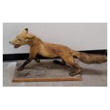 Old Montana Taxidermy Fox Mount