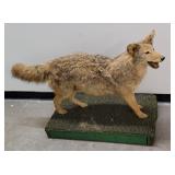 Old Montana Taxidermy Coyote Mount