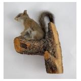 Montana Taxidermy Squirrel on Tree