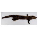 Beautiful Wild Fisher Fur Pelt Taxidermy