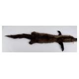 Beautiful Wild Fisher Fur Pelt Taxidermy