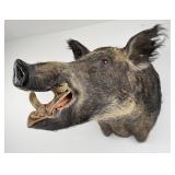 Large Black Wild Boar Taxidermy Mount