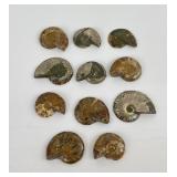 Lot of 11 Ammonite Fossils Jewelry Making