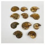 Lot of 11 Ammonite Fossils Jewelry Making