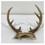 Pair of Montana Whitetail Deer Horns